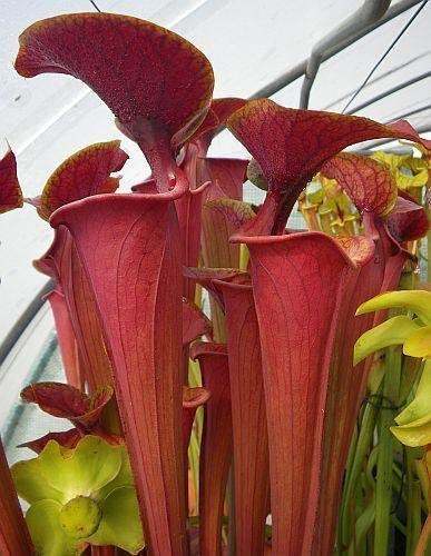 Sarracenia flava varatropurpurea Mk F27C pitcher