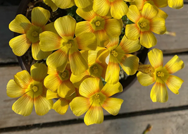 200 Seeds Oxalis Seeds, Yellow Flower With Orange Centre International Ship - £18.10 GBP