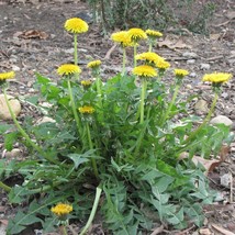 USA Seller Dandelion Seeds Taraxacum Officinale Packet Of 20 Seeds Free Shipping - $18.97