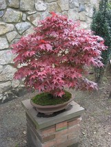 25 Red Japanese Maple Seeds - Acer palmatum Atropurpureum - Hardy Palmat... - £6.22 GBP