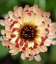 PowerOn 40+ Calendula Bronze Beauty Flower Seeds / Re-Seeding Long Lasting Annua - £5.48 GBP