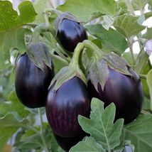 Black Beauty Eggplant Non - Gmo Fresh Garden Harvest 100 Seeds - £3.25 GBP