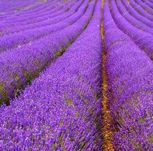 100 Pcs Lavender Imported Provence Bright Purple Lavandula Angustifolia Flower B - £6.23 GBP