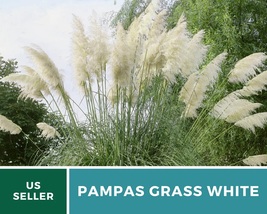 100 Seeds White Pampas Grass Seeds Cortaderia selloana Ornamental Grass ... - $21.95