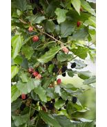 Illinois Everbearing Mulberry Get Fruit Right Away - Live Plant  - £23.25 GBP