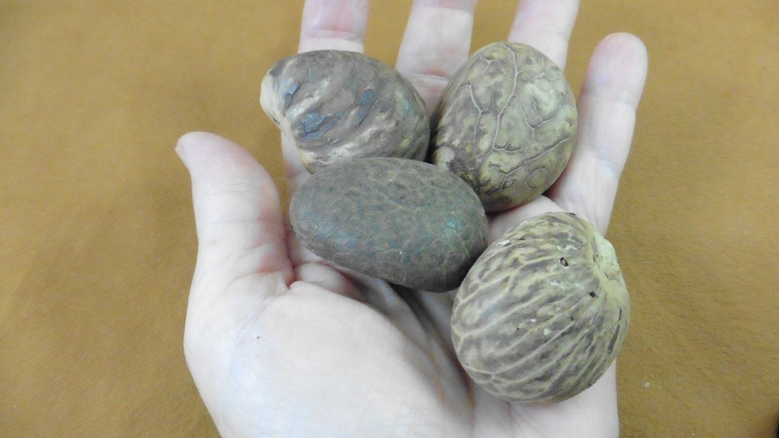 tn-12) 4 medium natural Tagua Nut whole nuts for craft Carving Dried pla... - $19.99