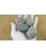 tn-12) 4 medium natural Tagua Nut whole nuts for craft Carving Dried plain uncut - $19.99