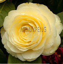 13 Colors Available Many Varieties Camellia Flores Potted Plants Flower Planten  - $6.46