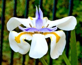 New Fresh Seeds 25 Fairy Iris Seeds Dietes Grandiflora - $9.80