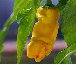 200 Yellow Penis Peter Pepper Seeds Penis Chili Capsicum Organic Heirloom - $4.11