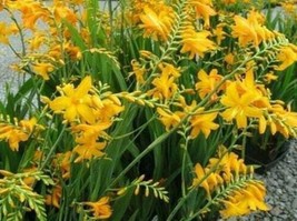 Yellow Lucifer Crocosmia Seeds Not Plants Top Size 25 Seeds Cm Non Open Pollinat - $8.36