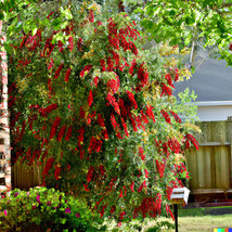 100+ Weeping Bottle Brush Seeds (C. viminalis) | FAST GROWING RED FLOWER... - $4.22