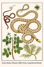 Grass Snake, Pistacia, Milk Vetch, Long Horned Beetle by Albertus Seba - Art Pri - £17.57 GBP+