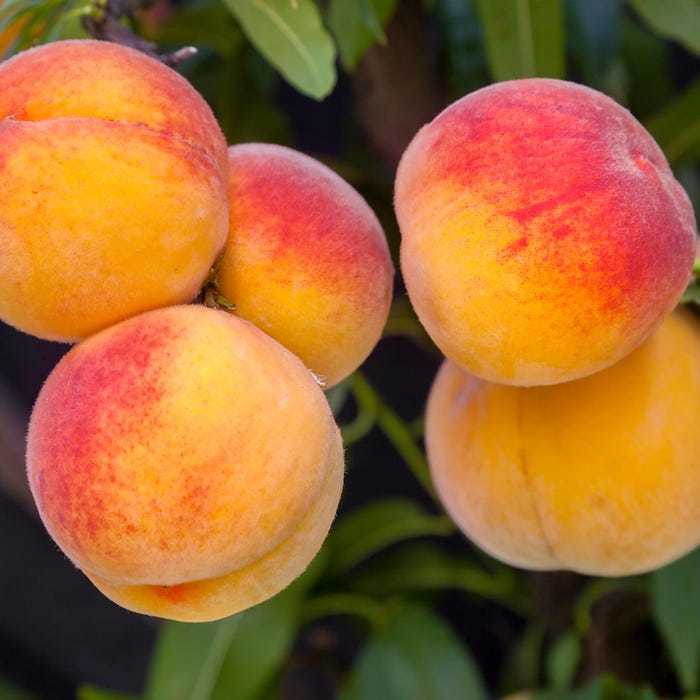 Elberta Peach Fruit Tree Bareroot New Fast Shipping - $63.96