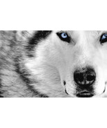 "Make me a succesful person" Lightwork wolf spirit totem package 31 days 2 times - £385.31 GBP