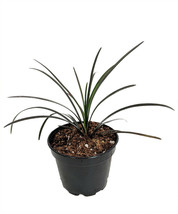 2&quot; Pot  Black Dragon Mondo Grass Plants Terrarium/Fairy Garden - £34.47 GBP