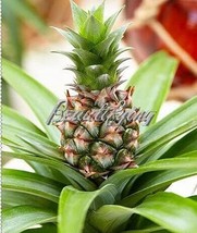 Pineapple Seed Juicy Delicious Fruit Garden Usa Shipping - £7.17 GBP