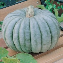 Pumpkin Seeds Jarrahdale Pumpkin Jarrahdale Squash 25 Seeds Fresh Garden - £12.02 GBP