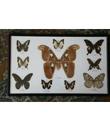 Real Butterfly Taxidermy Insect Framed Glass Entomology Mix Collection o... - £124.17 GBP