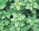 Thyme   Common Thymus Vulgaris 4000 Seeds Fast Shipping - $8.99