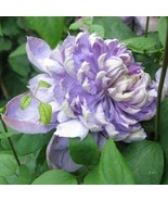 25 Blue Lights Pink Clematis Seeds Climbing Perennial Plumeria Seed 705  - $8.39