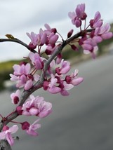 Eastern Redbud Cercis Canadensis, 25 Seeds 2023    From US - £7.89 GBP