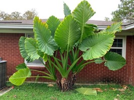 Giant Taro, Upright Elephant Ears , Alocasia Macrorrhizos  5 Seeds 2023   From U - $14.99