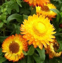 HSE 100 Golden Yellow Strawflower Seeds for Planting Helichrysum bracteatum - £10.38 GBP