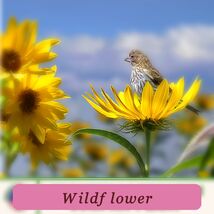 Tropical Charm 10 Compass Plant Seeds Silphium Laciniatum Native Wildflower - $5.35