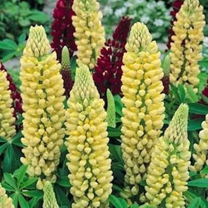25 Seeds Lupine Polyphyllus Chandelier - £7.46 GBP