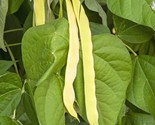 Golden Wax Bush Bean Seeds Top Notch NON-GMO Heirloom Variety Sizes - $4.12
