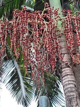 Costa Rican Bamboo Palm - Pacaya - Chamaedorea costaricensis 3+ Seeds W 231 - $103.18 MXN