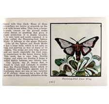 Hummingbird Clear Wing Moth 1934 Butterflies America Antique Insect Art ... - $19.99