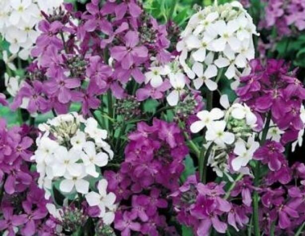 GIB Dame&#39;S Rocket Seeds Mixed Colors 100 Fresh Seeds  - $2.00