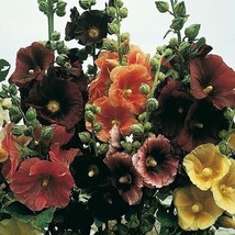 THJAR Alcea Rosea Hollyhock Mix Flower  50 PURE Seeds / Perennial 2023 CROP - £7.72 GBP