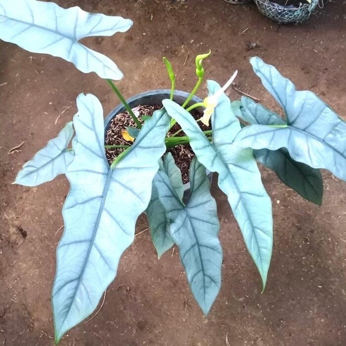 Alocasia Bundle Pack #3 Starter Plants USA Fast Shipping - $179.80