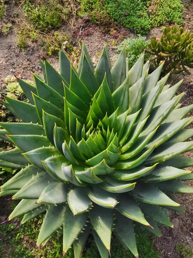 5 Seeds Amazing Spiral Aloe Seeds Endangered Succulent Plant - $28.01 CAD
