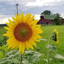 Fresh Sunflower Black Oil Seeds Fast Shipping - $4.22