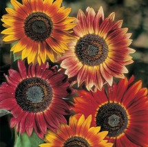Evening Sun Sunflower Seeds Bicolor Multicolor Flowers Sun Flower Seed  - £4.64 GBP