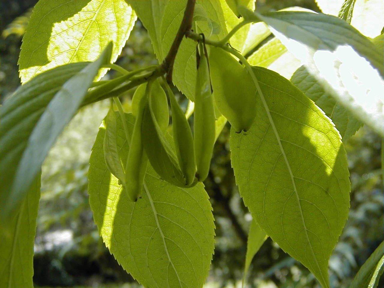 Eucommia ulmoides HARDY RUBBER TREE Seeds! - $16.42