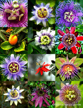 RARE PASSIFLORA MIX passion fruit exotic edible tropical flowering vine 50 seeds - £11.13 GBP