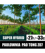 THJAR Paulownia Pao Tong Z07 Paulownia Hybrid - 200+ Seeds - $5.79