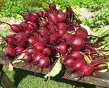 200 Seeds  Early Wonder Beet Seeds Fast Shipping - $8.99
