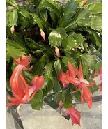 Holiday Cactus Gorgeous Orange Jello Starter Plant - £10.96 GBP