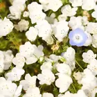 BStore 200 Seeds Nemophila Black White Mix Purple White Short Heirloom Non-Gmo - $9.80