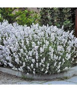 White Lavender Live Plant Fresh Gardening Beautiful - $25.90