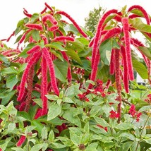 Amaranth Love Lies Bleeding Tassel Flower Callaloo Red NON GMO Edible 1500 Seeds - £5.86 GBP