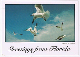 Postcard Greetings From Florida Sea Gulls In Flight - $2.73