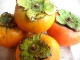 4 American Persimmon seeds-1010A - £3.18 GBP