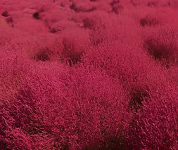 1000 Seeds Kochia scoparia Burning Bush - Fire Red Color - £13.81 GBP